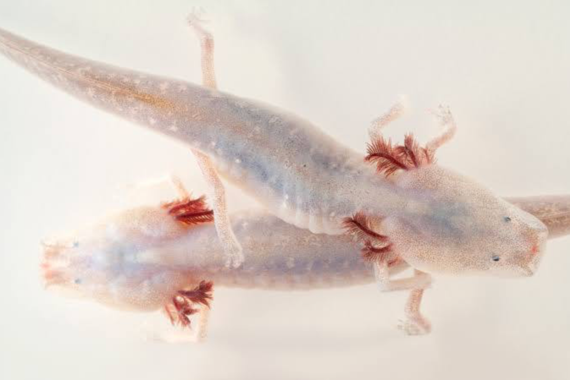 An Eyeless Animal
